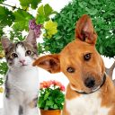 animales y plantas (1)